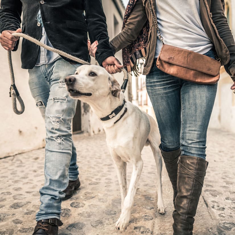 Our apartments in Hoboken are pet friendly