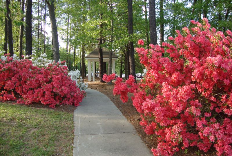 azaleas walking path at The Columbia Presbyterian Community in Lexington, SC