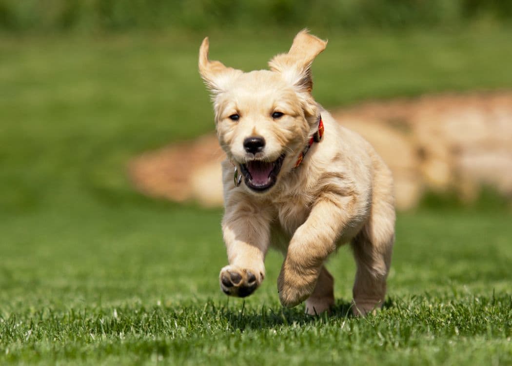 Pet Friendly apartments at Royal Farms Apartments