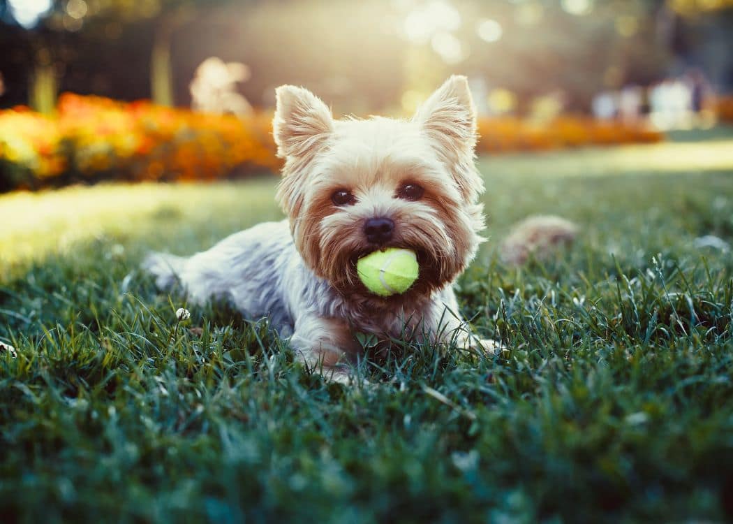 Pet Friendly apartments at Royal Ridge Apartments