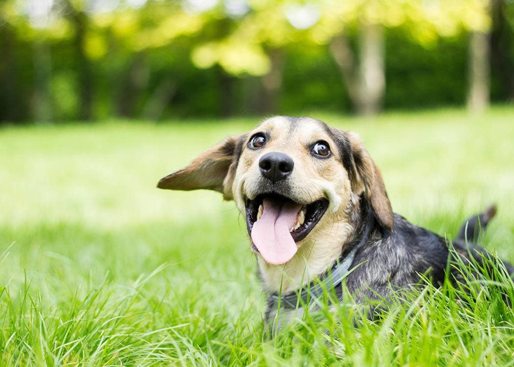 Pet Friendly apartments at The Bluffs at Castle Rock Apartments