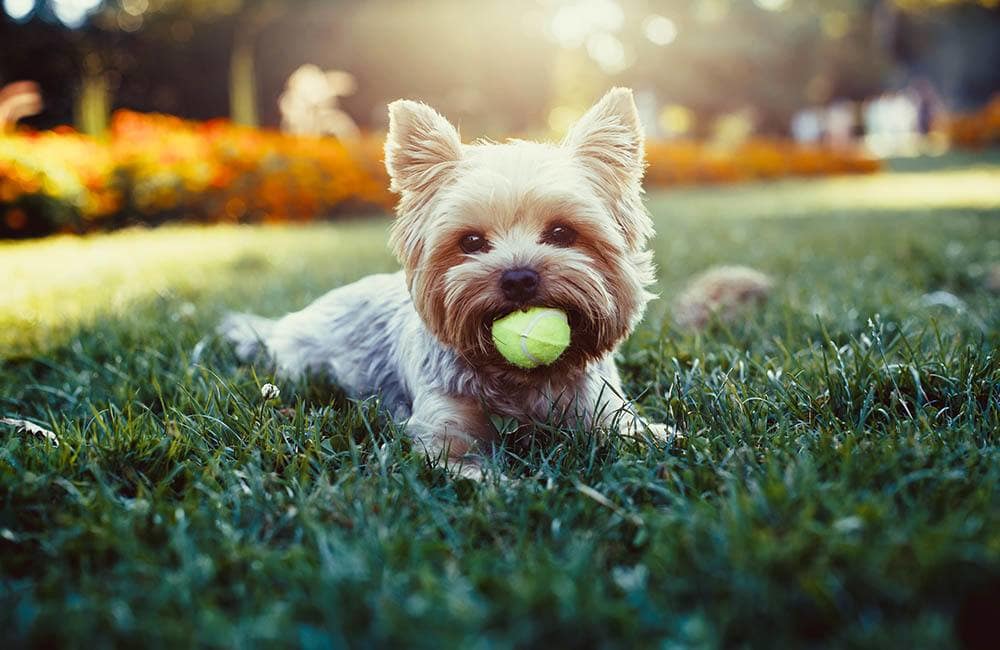 Pet Friendly apartments at The Landings at Morrison Apartments