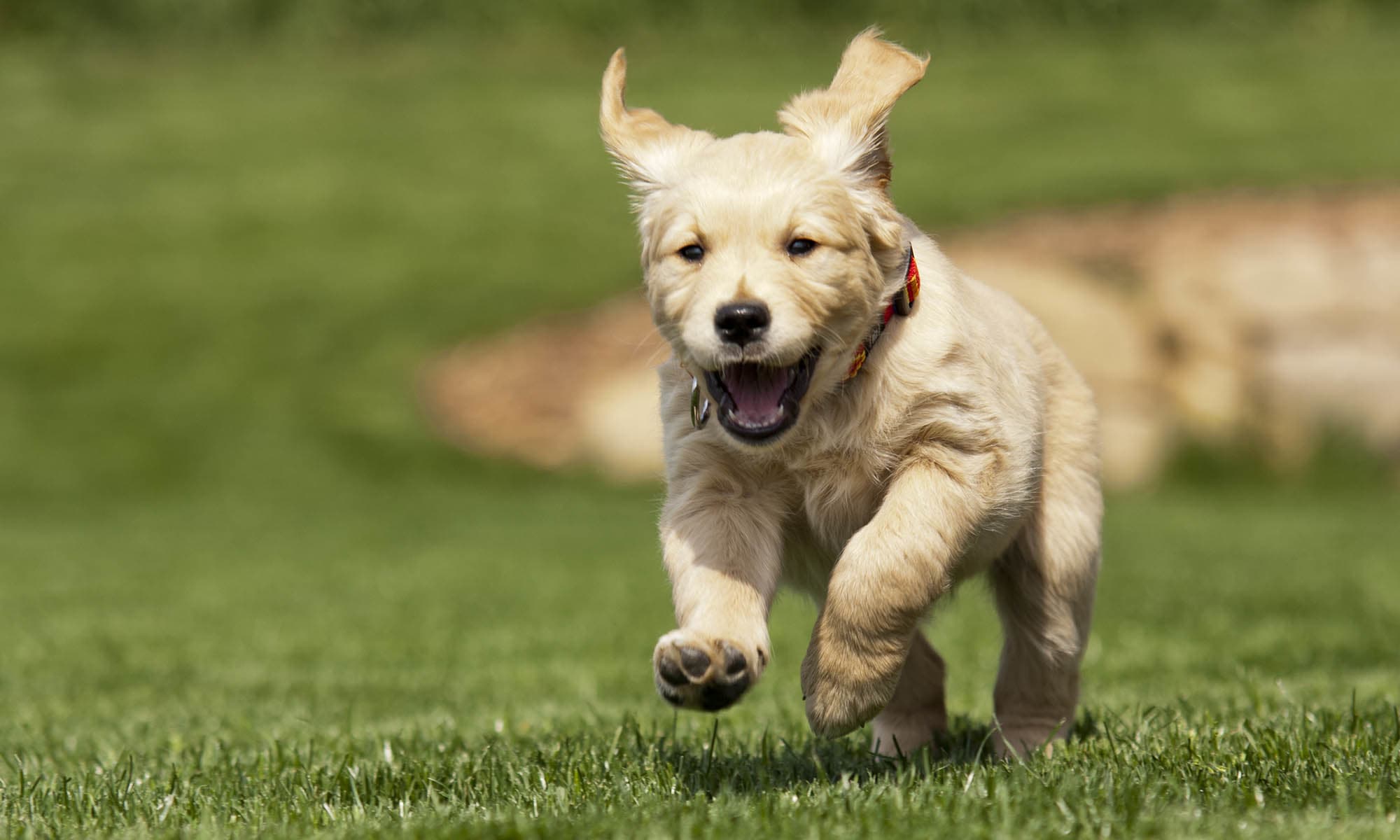 Pet Friendly apartments at Park South Apartments