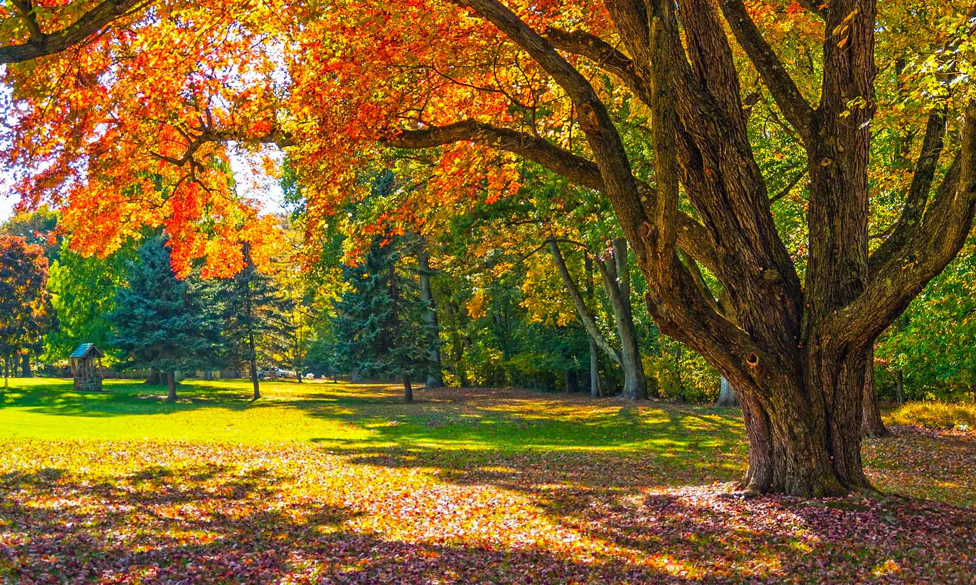 Colorful tree near Country Commons shedding it's leaves during Fall