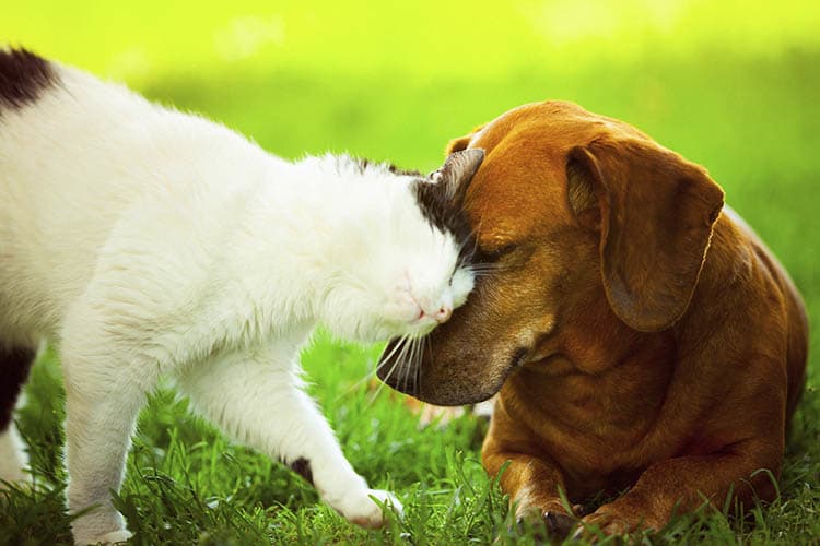 cat and dog playing at Springs at Hurstbourne