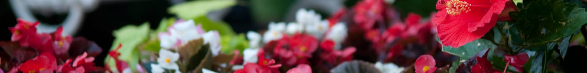 Pet friendly apartments in Manassas, VA