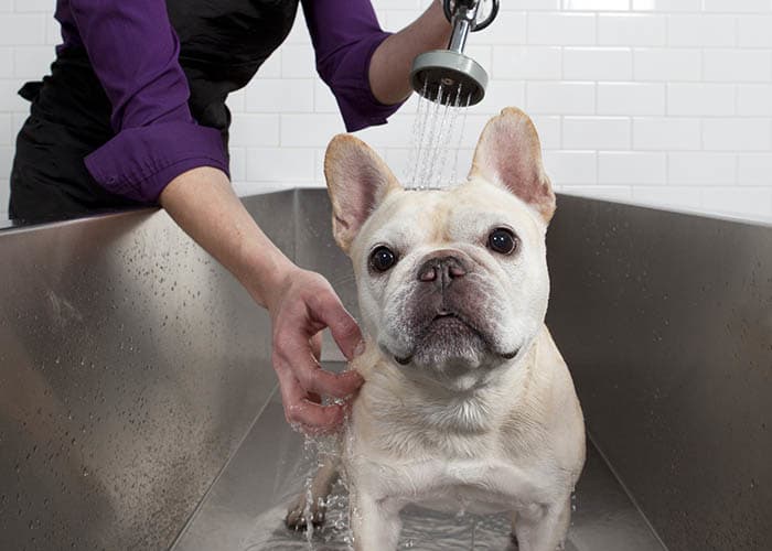 At Gallery Bethesda, we welcome your pets!