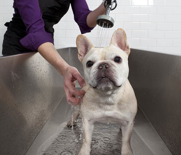 Pet Friendly Apartments In Mount Rainier Md Queenstown