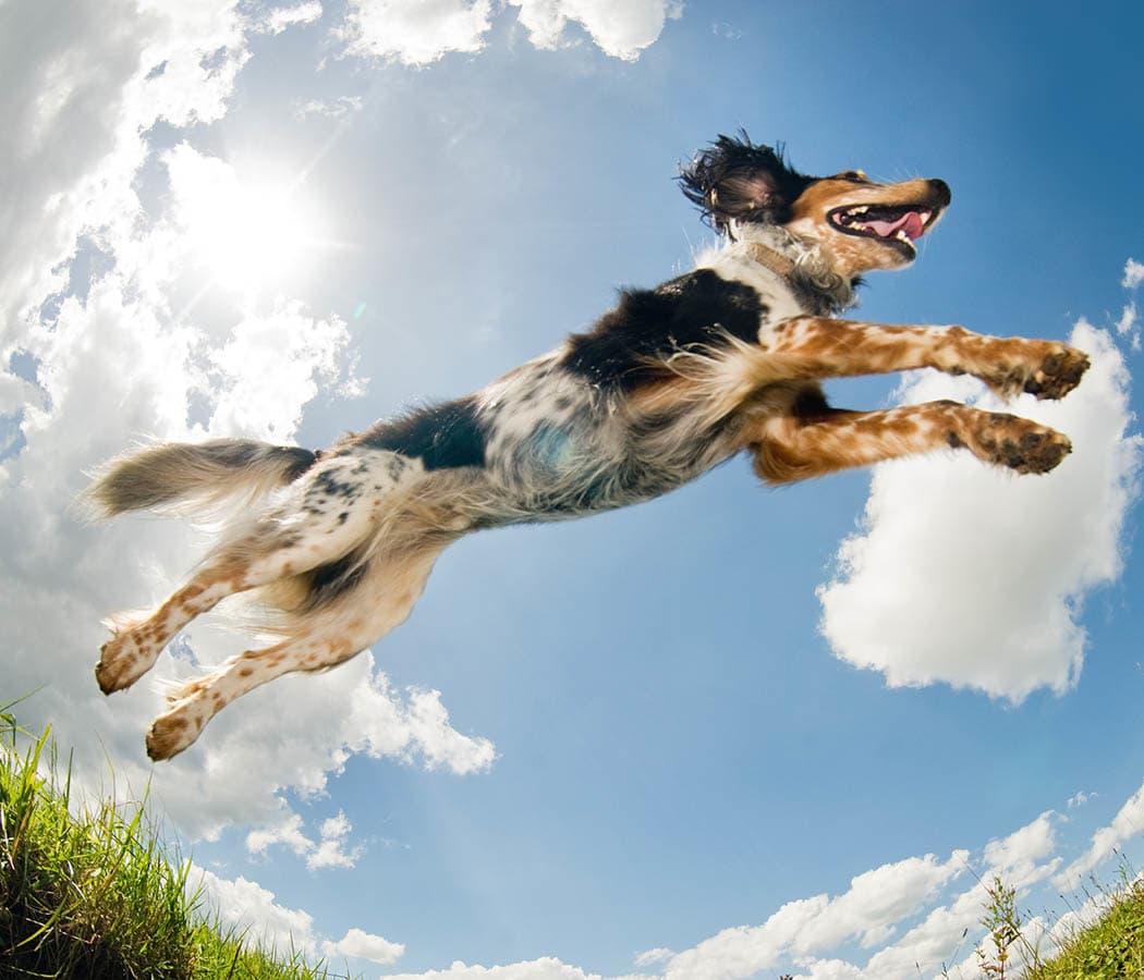 Pet friendly apartments at Colonial Village