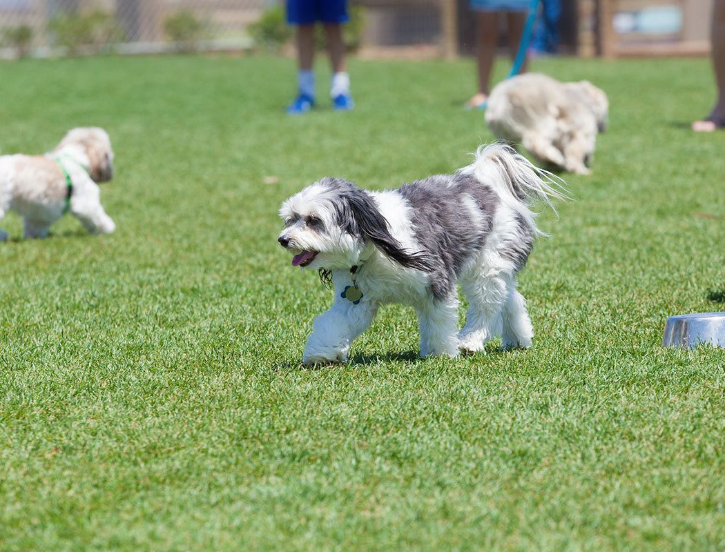 Residents playing with their dogs at Villetta Apartments's on-site Bark Park