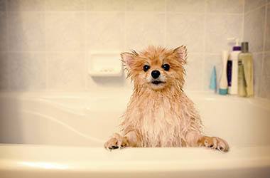 Animal Hospital bathing services in Tacoma