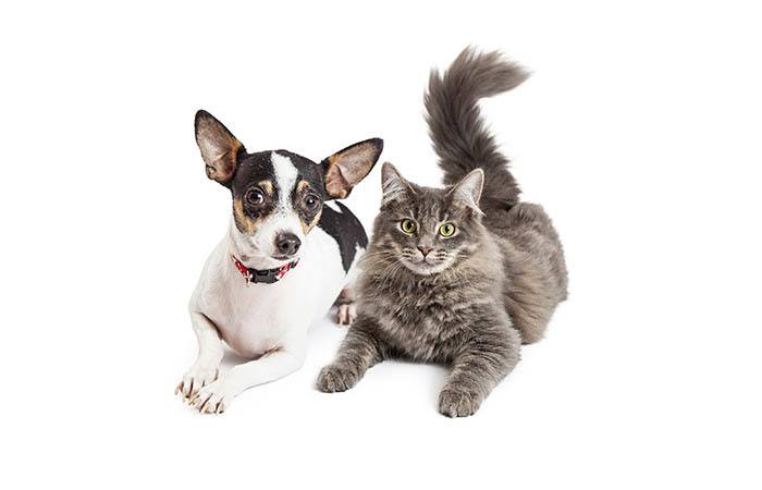 Animal Hospital in Eugene are here to make your pets happy and healthy