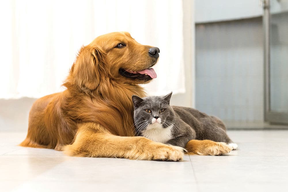 Wellington Manor in Liverpool is pet friendly
