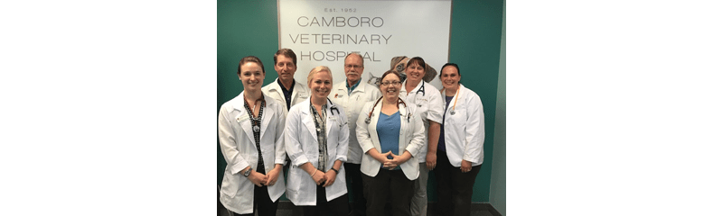 Veterinary team at Camboro Veterinary Hospital