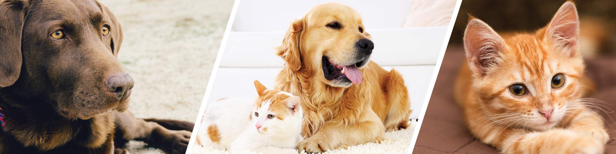 Pet Friendly Apartments For Rent In South Boston Massachusetts In Pet Friendly Apartments For Rent In South Boston Massachusetts In