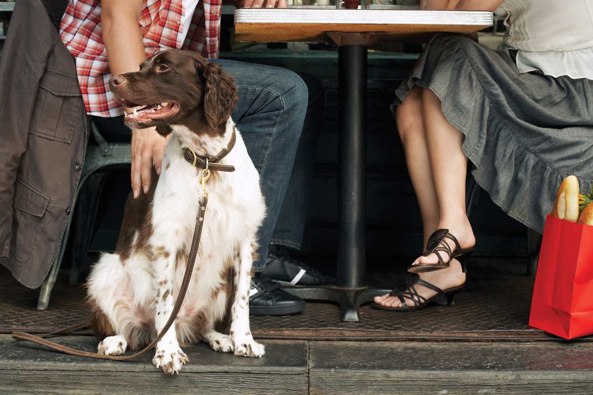 Well behaved dog on a leash at VIA