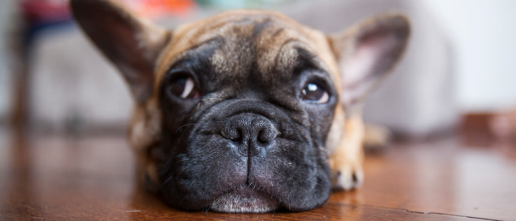 Your pets will love the hardwood floors at The Harper at Harmon Meadow in Secaucus