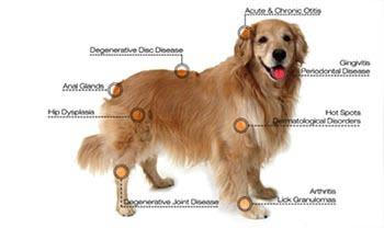 Canine Laser Therapy at Riverside Animal Hospital North
