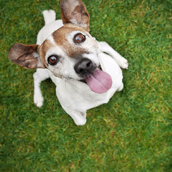 Affinity at Wells Branch allows pets