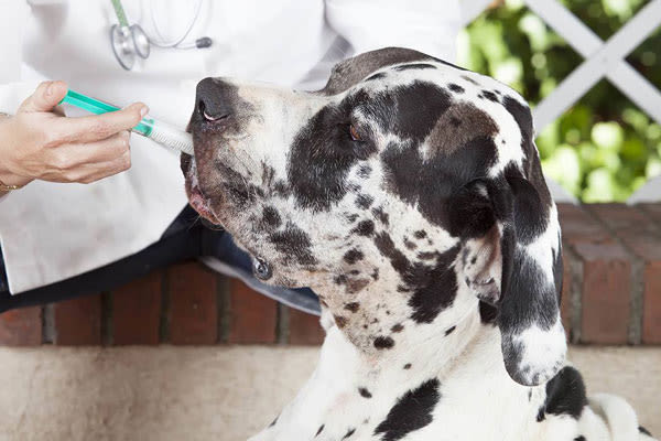Schedule your pet's wellness plan today at Harrisonburg animal hospital
