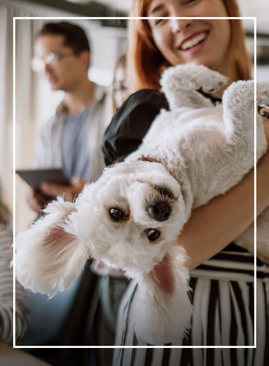 Happy dog being held at Alta Blu in Chapel Hill, NC