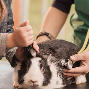 Small animal care available at Northgate Small Animal Hospital