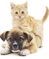 Hospital Manager at Phoenix animal hospital