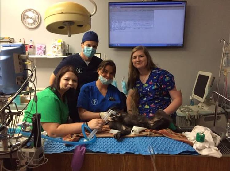 Our Team Lee's Summit Animal Hospital