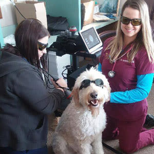 Dog receiving laser therapy at Lee's Summit Animal Hospital in Lee's Summit