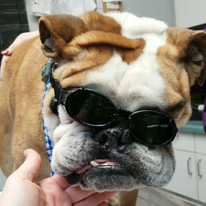 Pet receiving Laser Therapy at Lee's Summit Animal Hospital in MO
