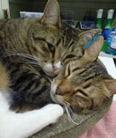 Linus and Tilly, Clinic Cats at Scenic Hills Animal Hospital
