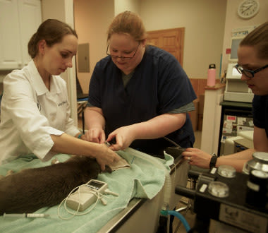 About our Stone Ridge Animal Hospital