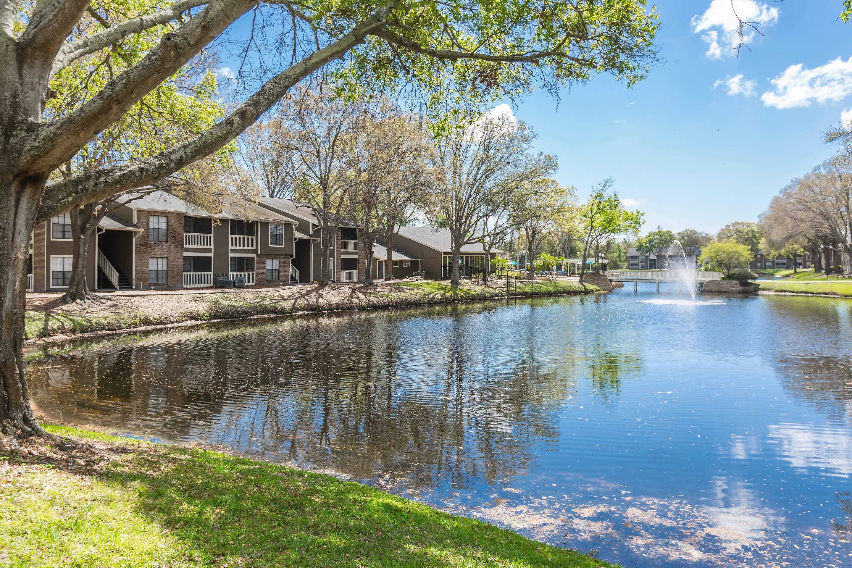 Carrollwood Tampa Fl Apartments For Rent Avion At Carrollwood