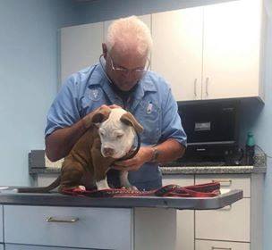 Puppy receives Wellness Exam at Lee's Summit Animal Hospital in Lee's Summit Animal Hospital