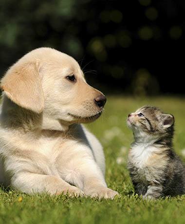 Puppy and Kitten in Friendship Hospital for Animals