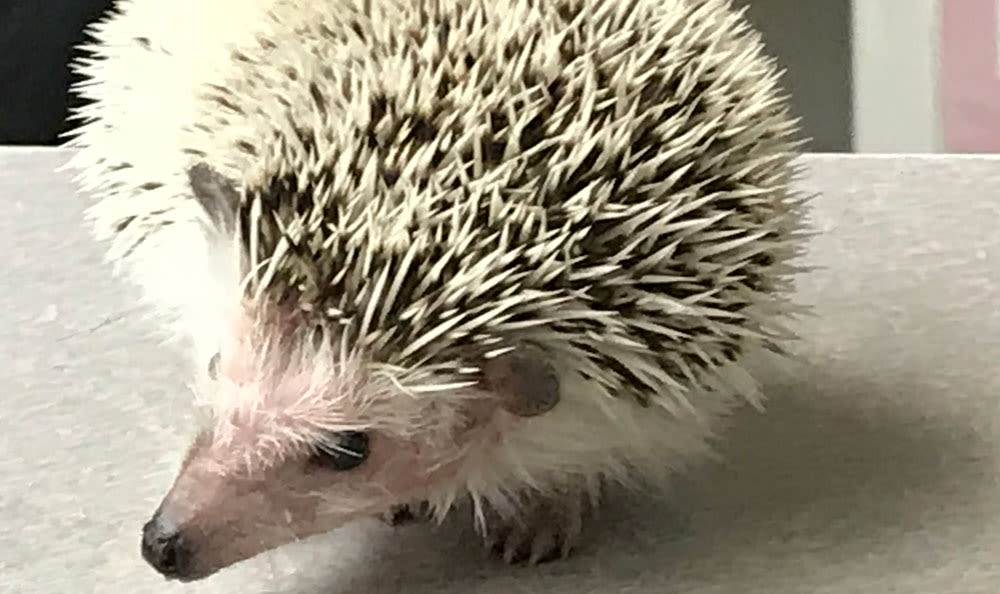 Pet Pictures Midwest Bird &amp; Exotic Animal Hospital