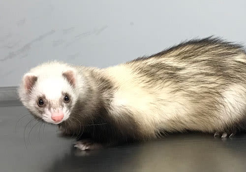 Ferret at Midwest Bird & Exotic Animal Hospital in Elmwood Park