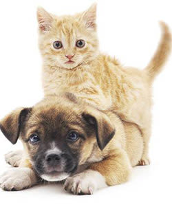 Dr. Kenneth Wright at Spanaway Animal Hospital