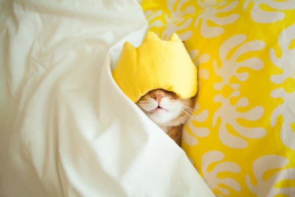 Cute cat at Saskatoon Tower