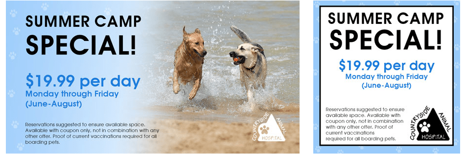 Day Camp Special Offer a Countryside Animal Hospital