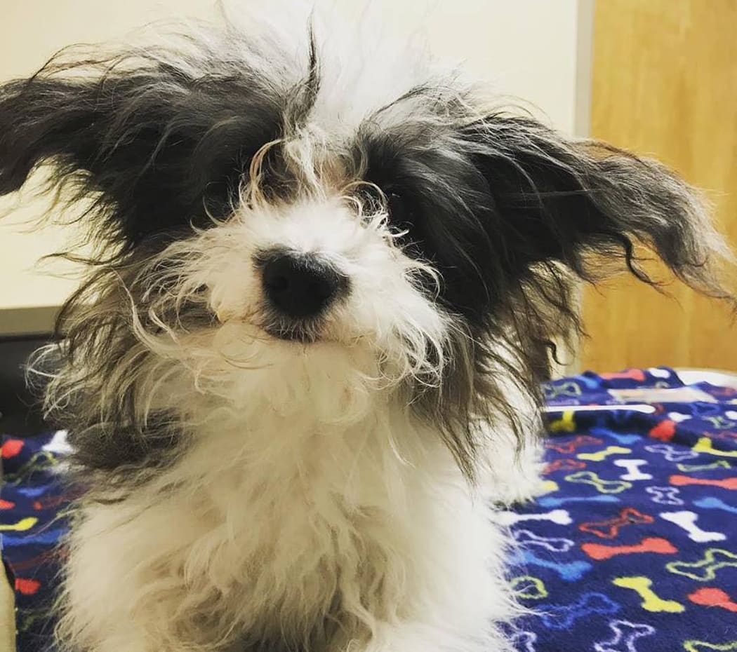 Grooming services for your pet at Lakewood Animal Hospital