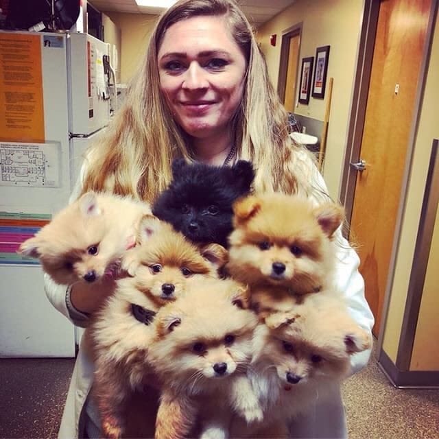 Information on spaying at Lakewood Animal Hospital