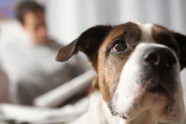 Close-up of a happy dog with its owner in the background at Georgian Court Estates in Burlington