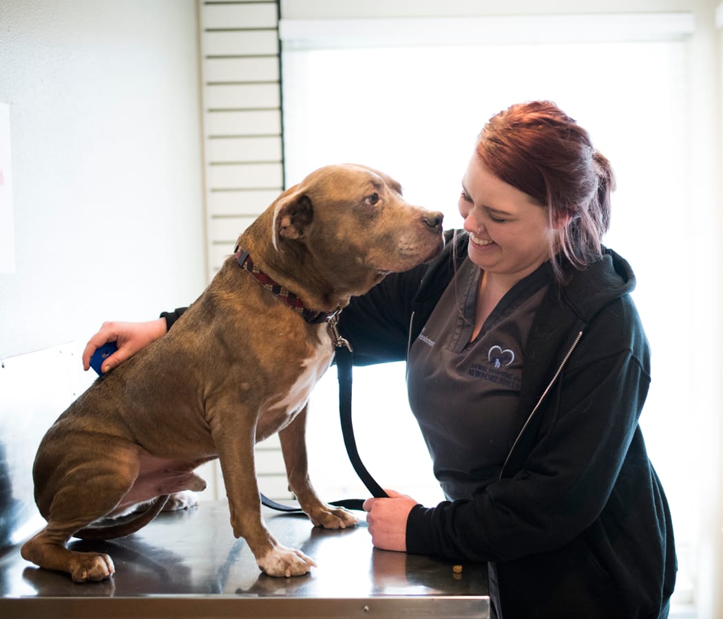 Animal Hospital offers Flea and Tick Control services in Newcastle
