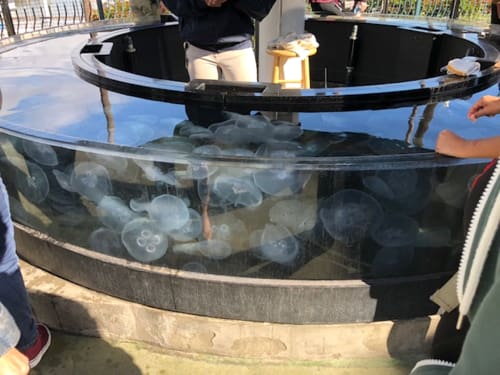 Long Beach Aquarium Moon Jellyfish Exhibit