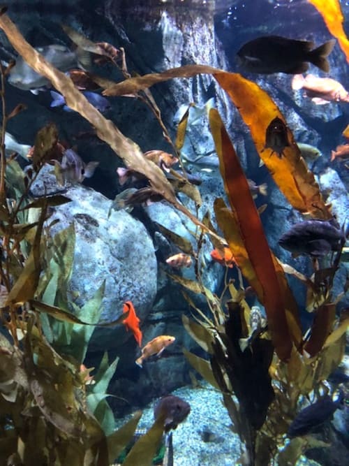 Aquarium of the Pacific