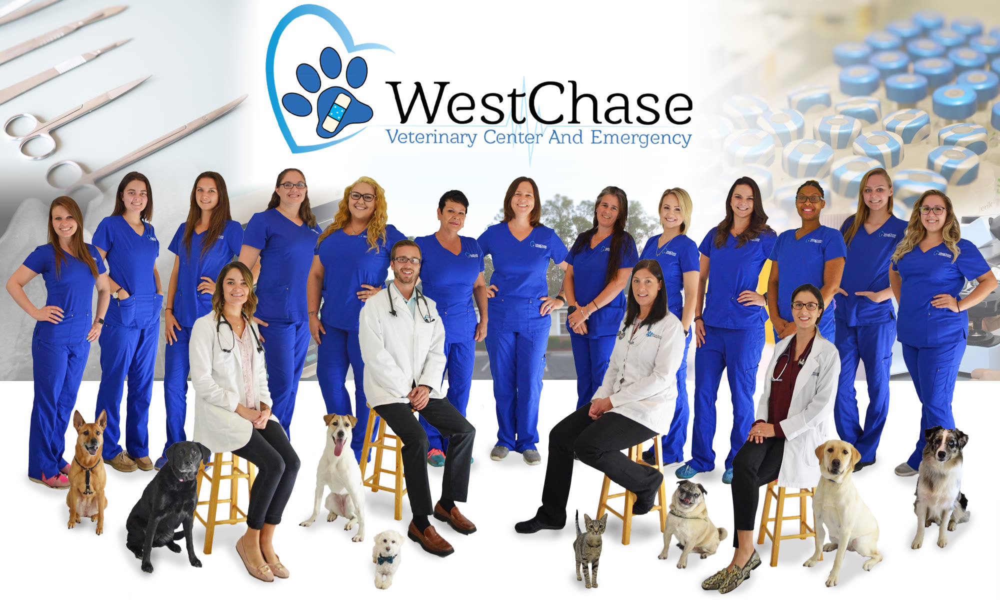 Animal Hospital in Tampa, FL