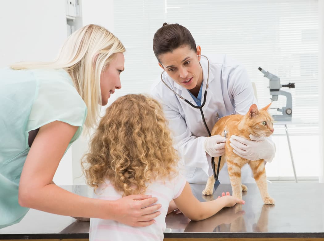 Schedule your pet's wellness plan today at Mundelein animal hospital