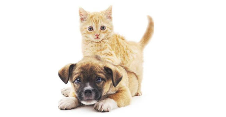 Kittie and doggie at River Road Pet Clinic in Tucson, Arizona