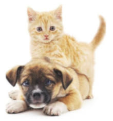 Dr. Joy Pearson at Red Mountain Animal Hospital in Mesa, Arizona
